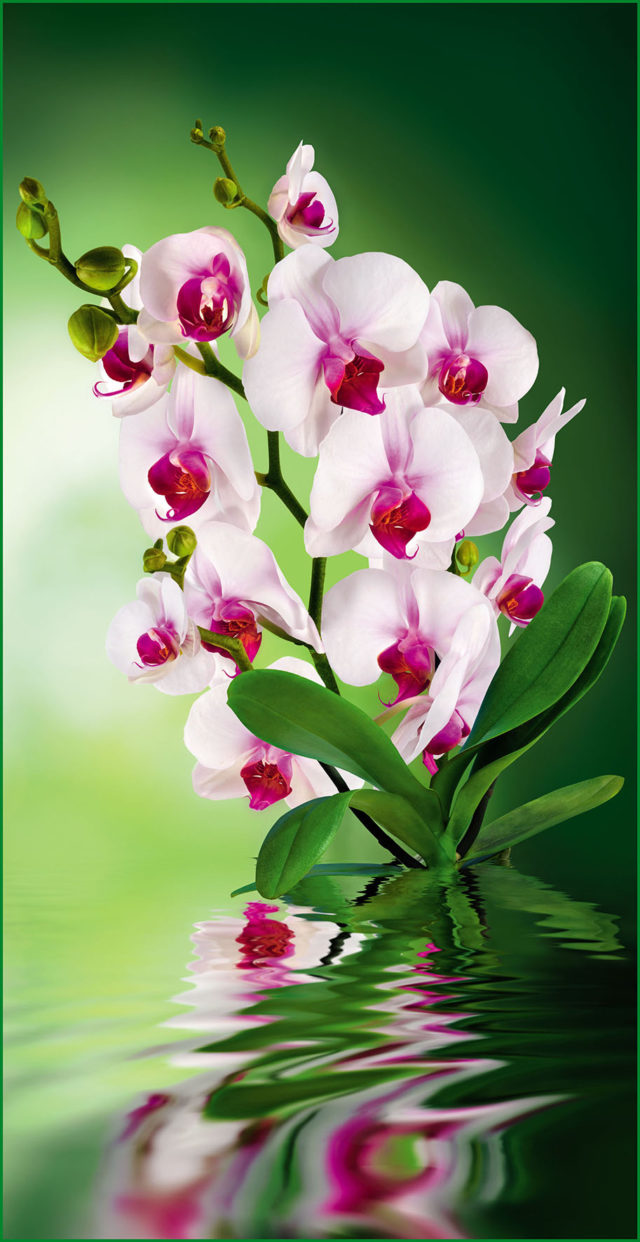 Орхидея А058