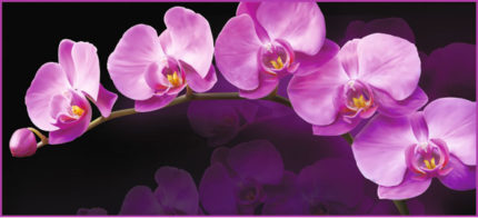 А002 Зеркальная орхидея 6л