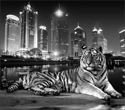 А094 Тигр